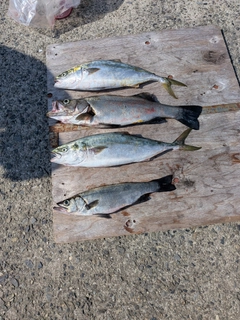 ヒラスズキの釣果