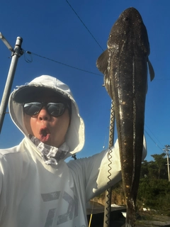 マゴチの釣果