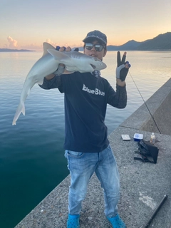 サメの釣果