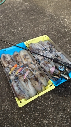 アオリイカの釣果