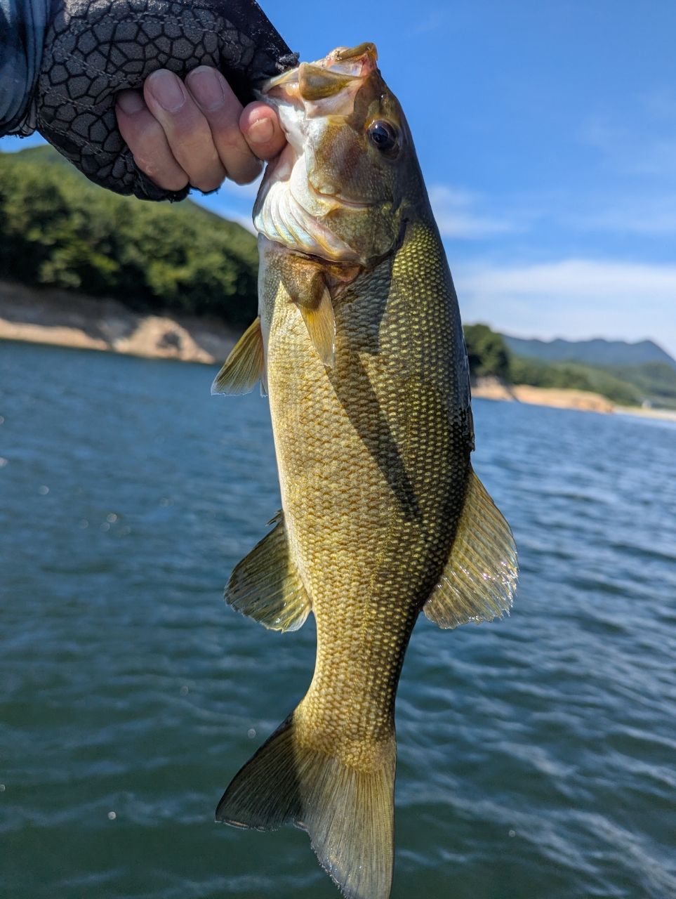 スモールマウスバス