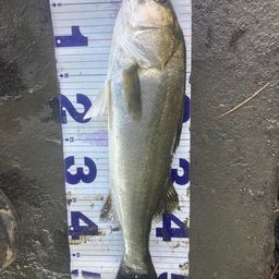 フッコ（マルスズキ）