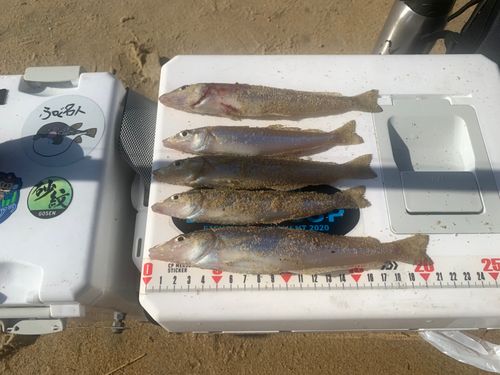 キスの釣果