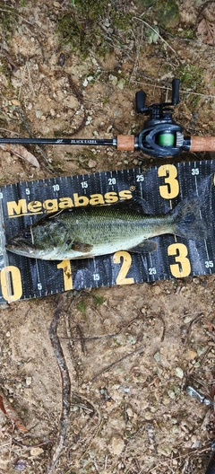 ブラックバスの釣果