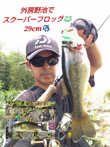 ブラックバスの釣果