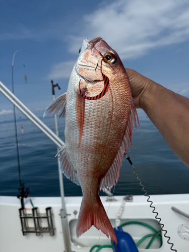 タイの釣果