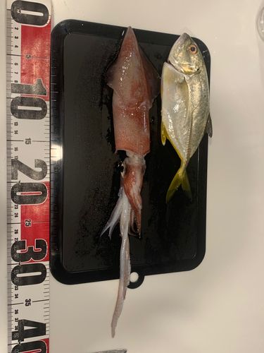 マルイカの釣果
