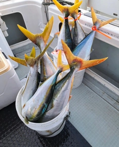 ブリの釣果