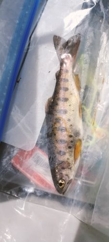 ヤマメの釣果