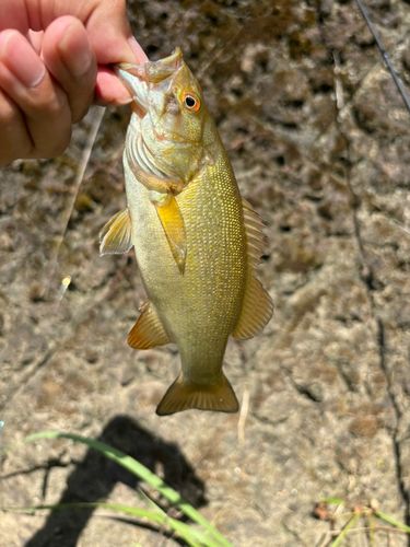 スモールマウスバスの釣果