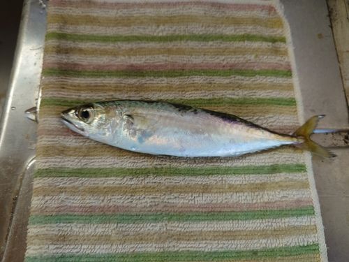 サバの釣果