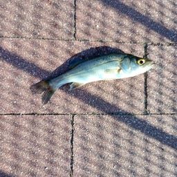 セイゴ（マルスズキ）