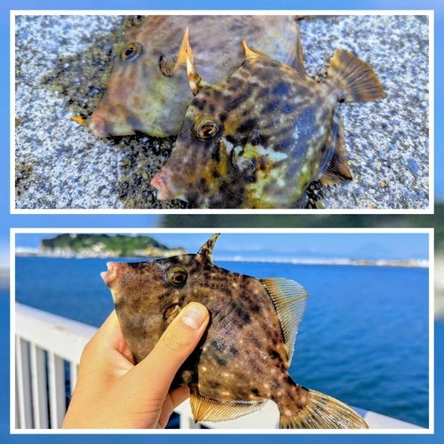 カワハギの釣果