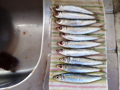 ウルメイワシの釣果