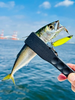 サバの釣果
