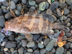 オオモンハタの釣果