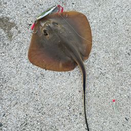 アカエイ