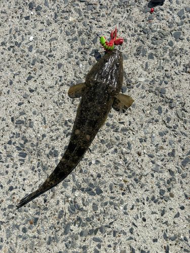 マゴチの釣果