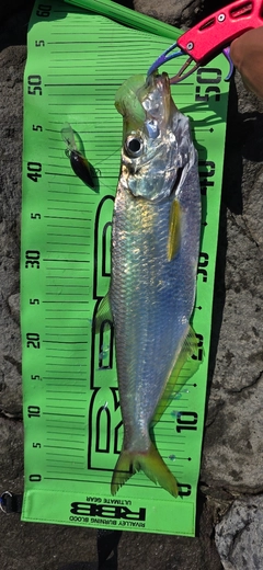 ヒラの釣果