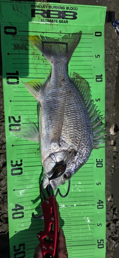 キビレの釣果