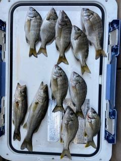 クロダイの釣果