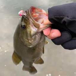 スモールマウスバス