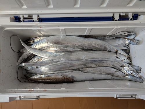 タチウオの釣果