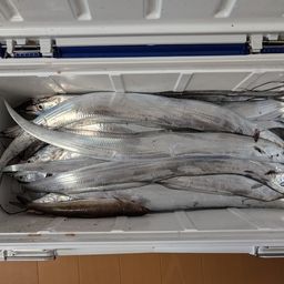 タチウオ