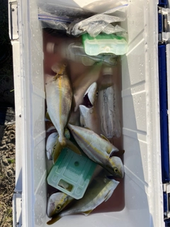 ショゴの釣果
