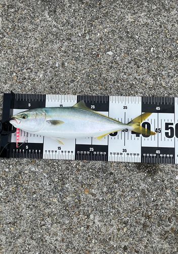ハマチの釣果