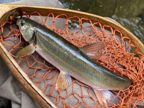 ウグイの釣果
