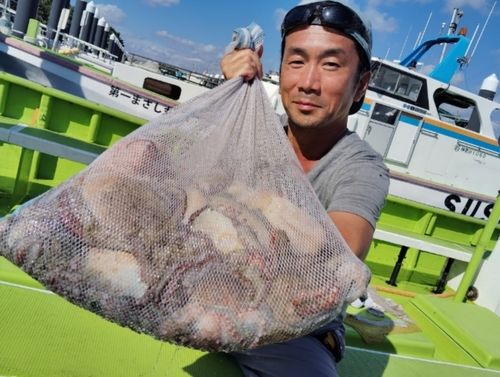 マダコの釣果