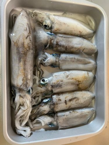 若狭湾