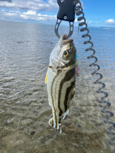 クワガナーの釣果
