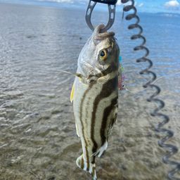 クワガナー