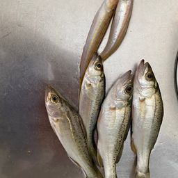 セイゴ（タイリクスズキ）