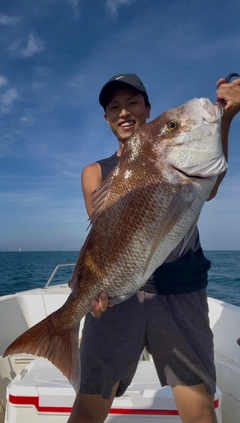 マダイの釣果