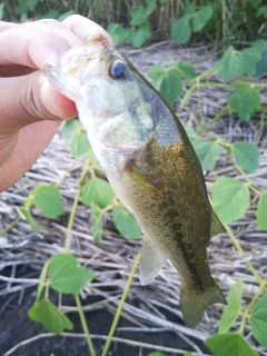 ラージマウスバスの釣果