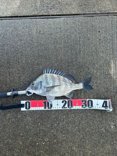 クロダイの釣果