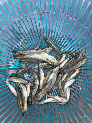 ハゼの釣果
