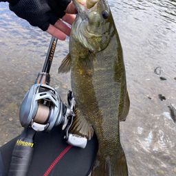 スモールマウスバス