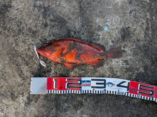 伊豆大島