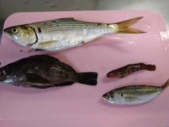 コノシロの釣果