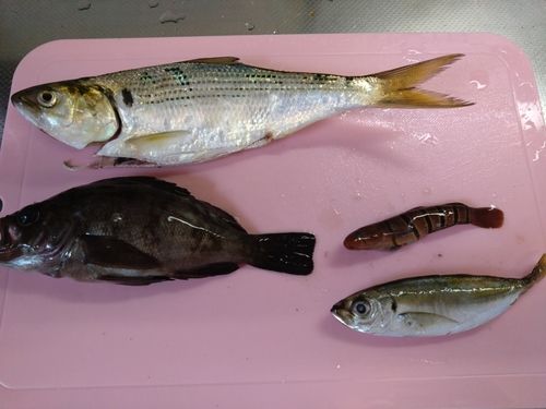 コノシロの釣果