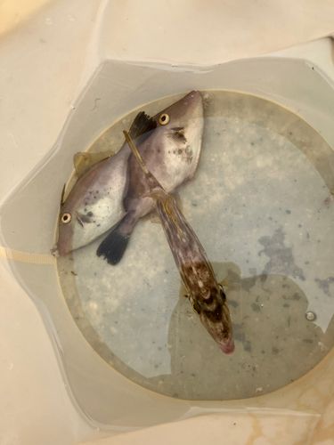 カワハギの釣果