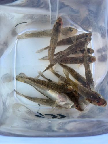 ハゼの釣果