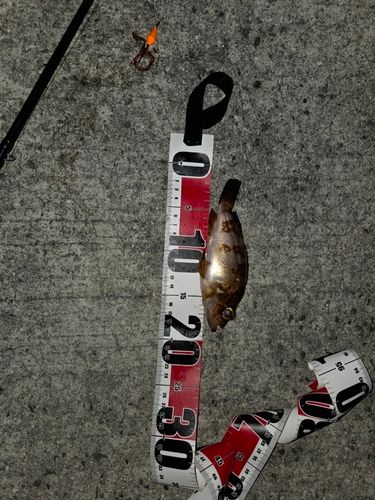 メバルの釣果