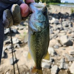 ラージマウスバス