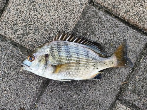キビレの釣果