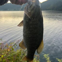 スモールマウスバス